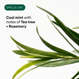 Fresh green rosemary sprigs arranged on white background with scent description text.