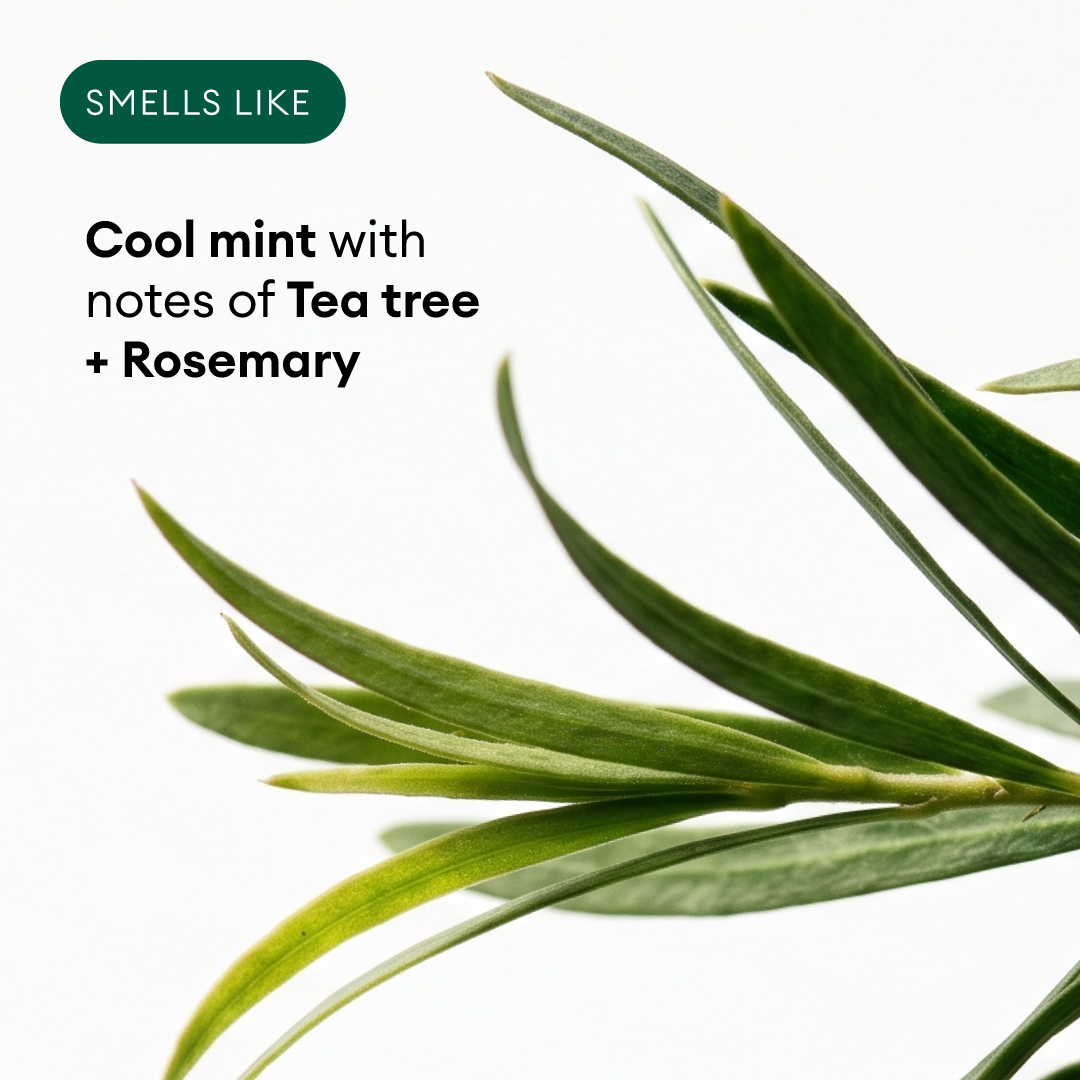 Fresh green rosemary and tea tree plant sprigs displayed against a white background.